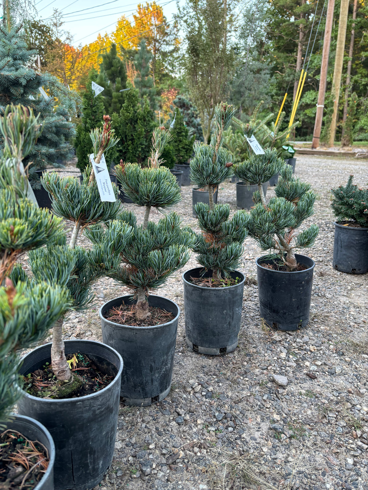 Pinus parviflora ‘Miyajima’