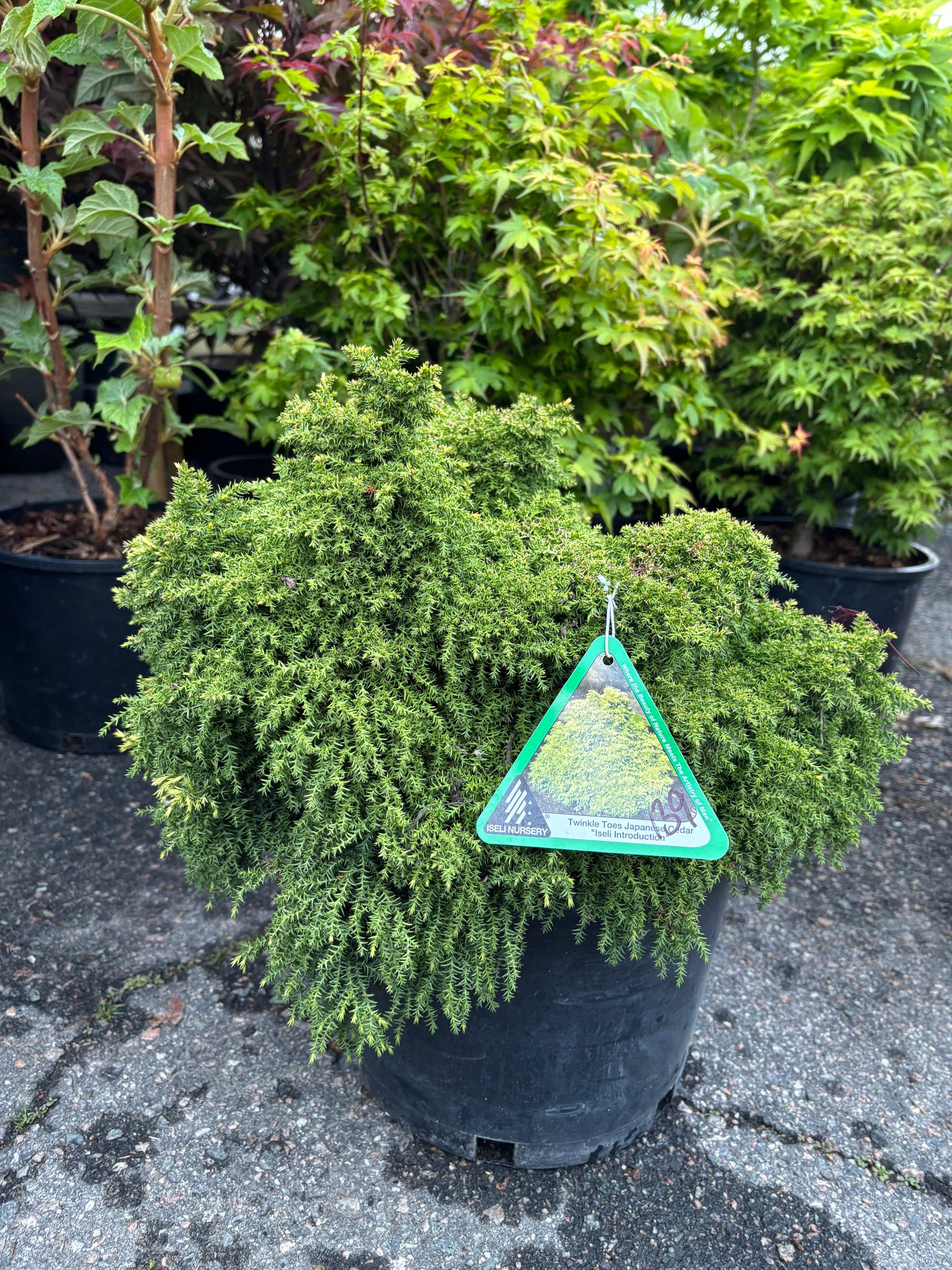 Cryptomeria japonica ‘Twinkle Toes’