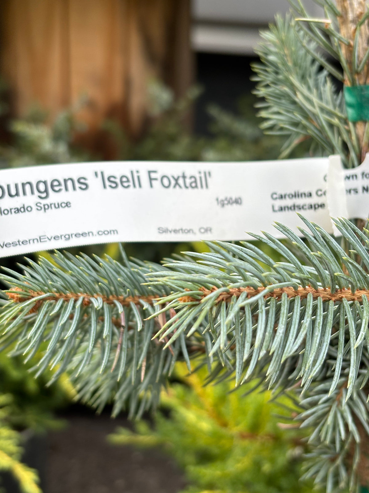 Picea pungens ‘Iseli Foxtail’