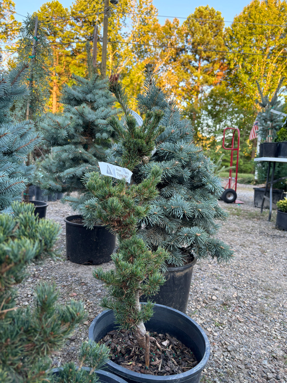 Pinus parviflora ‘Zig Zag’