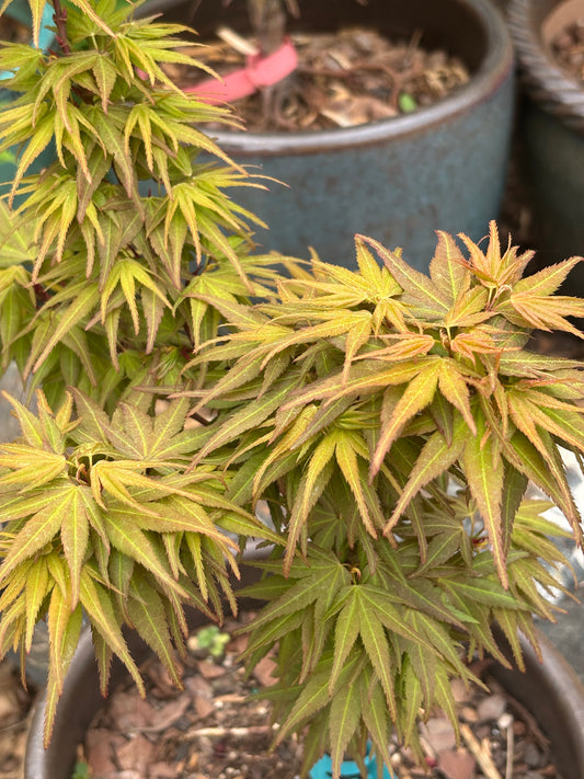 Acer palmatum 'Mystic Mikawa'