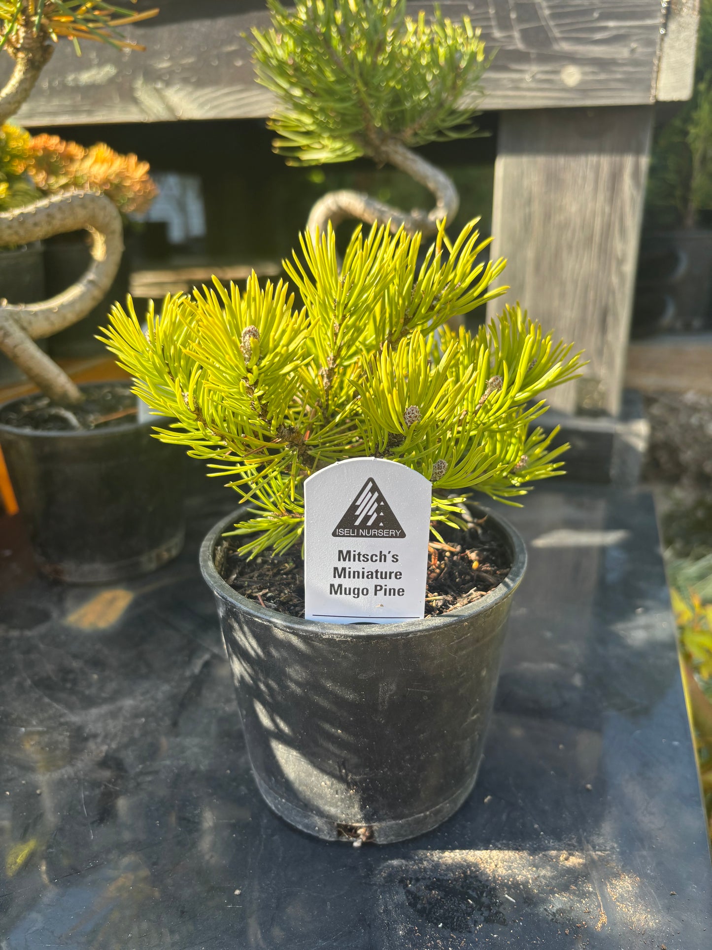 Pre bonsai pine package 4 count