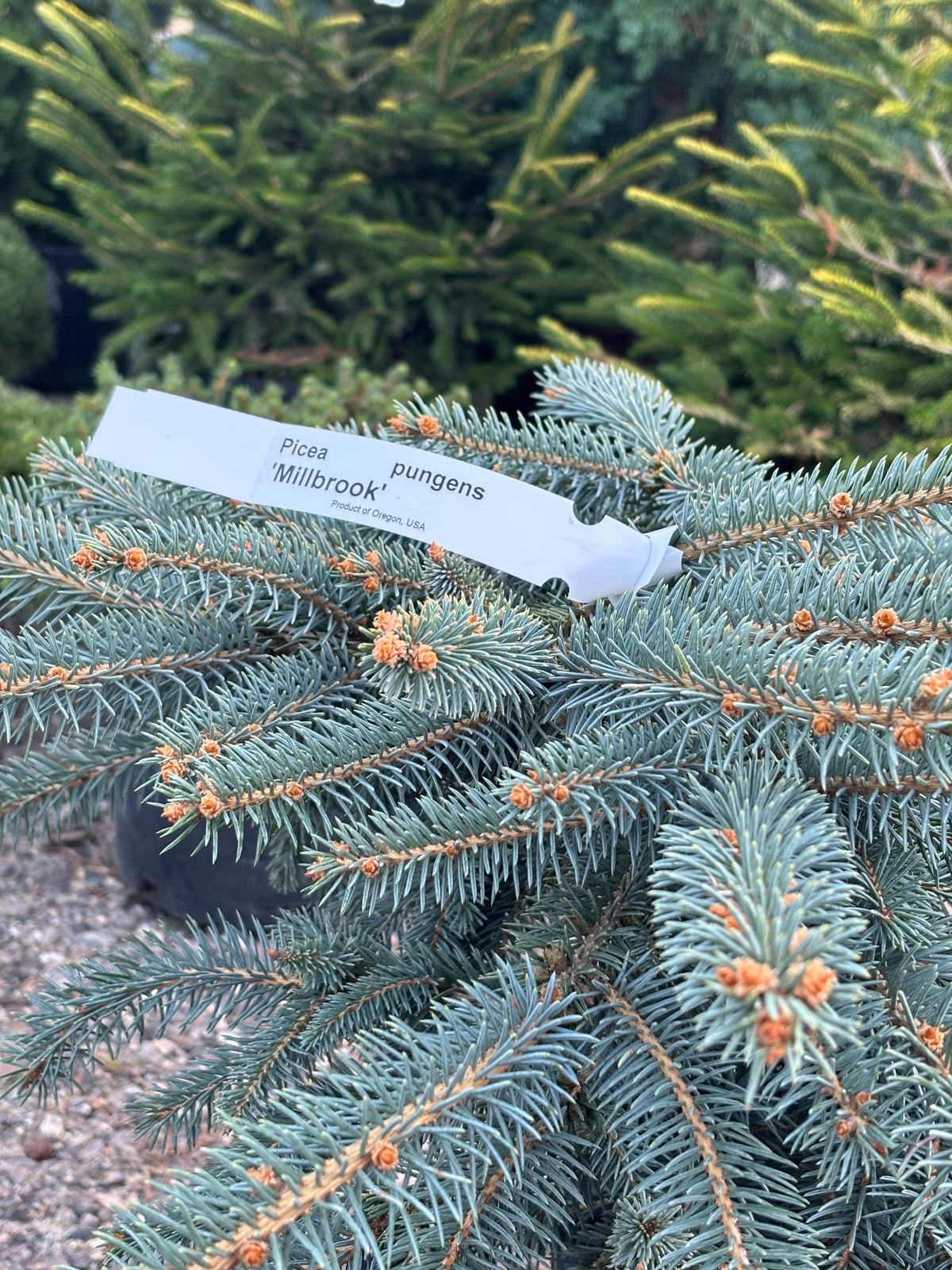 Picea pungens ‘Millbrook’