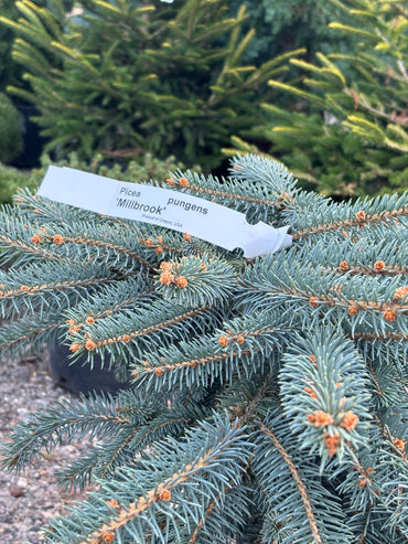 Picea pungens ‘Millbrook’