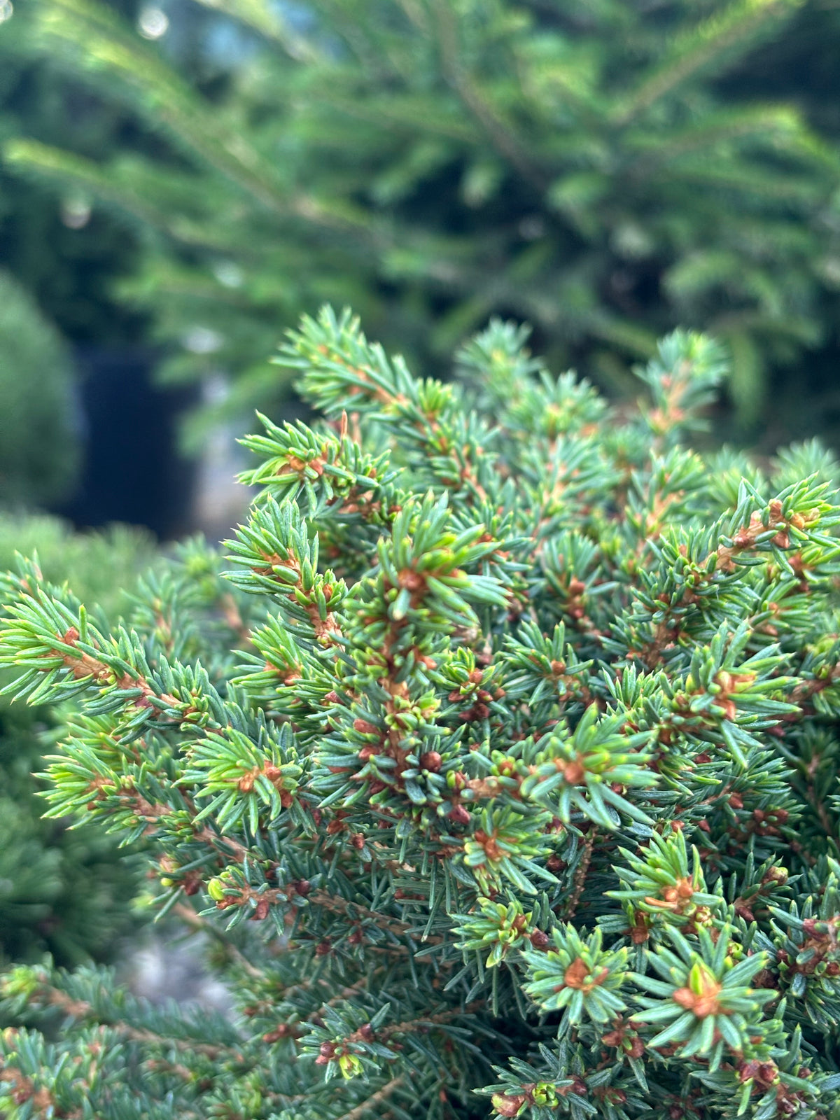 Picea Abies ‘Little Gem’ Norway Spruce