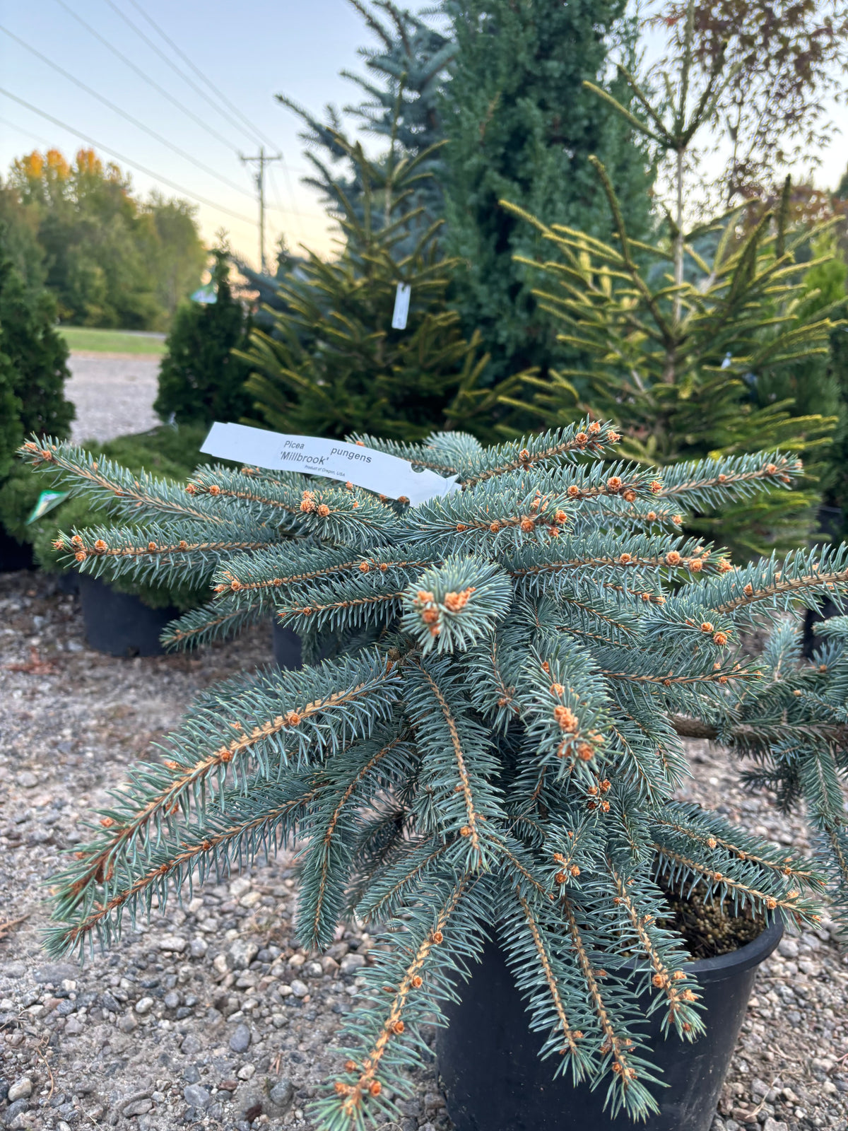 Picea pungens ‘Millbrook’