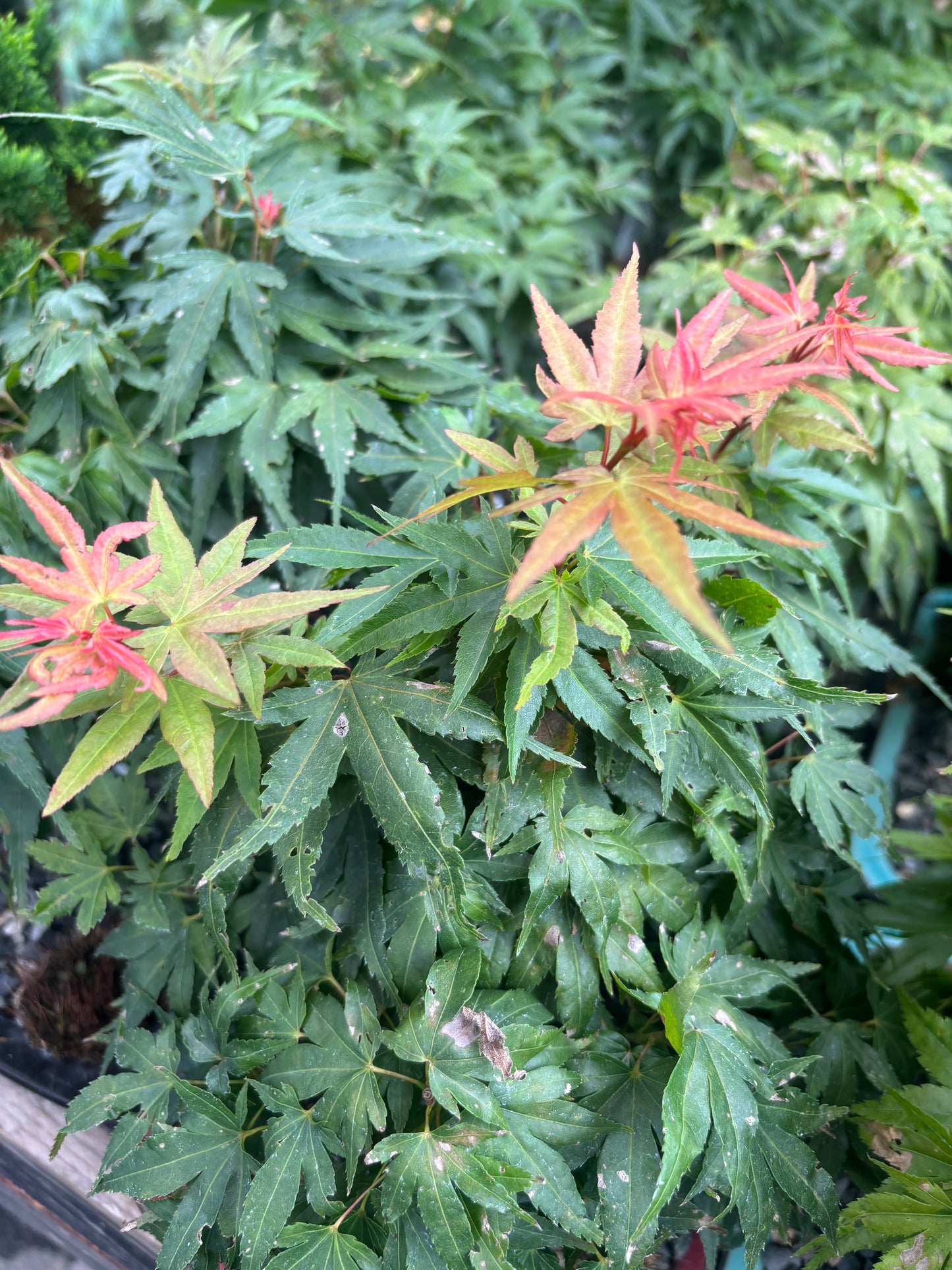 Acer palmatum Mini Maple™