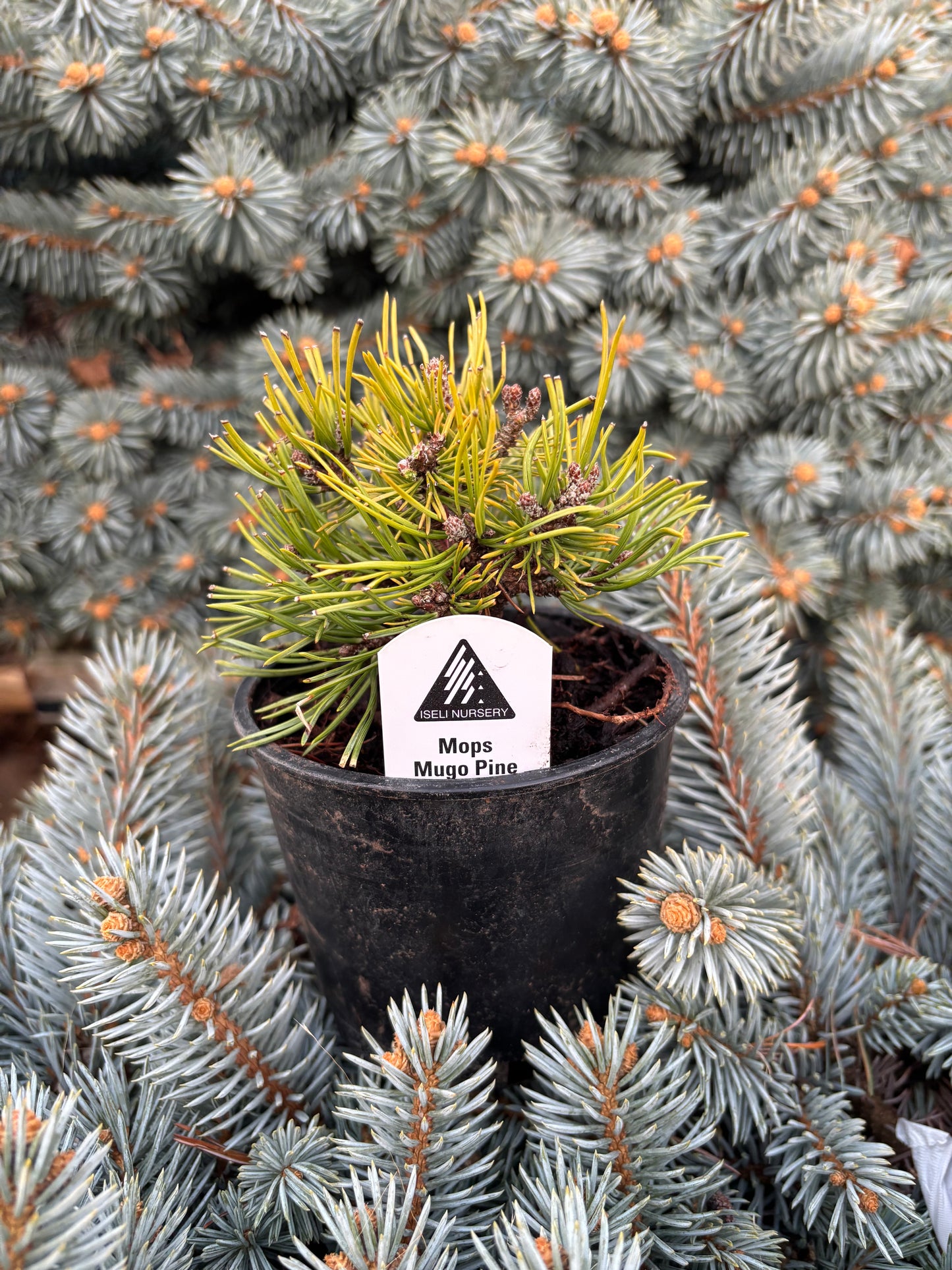 Pinus mugo ‘Mops’