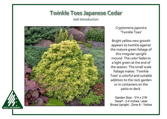 Cryptomeria japonica ‘Twinkle Toes’