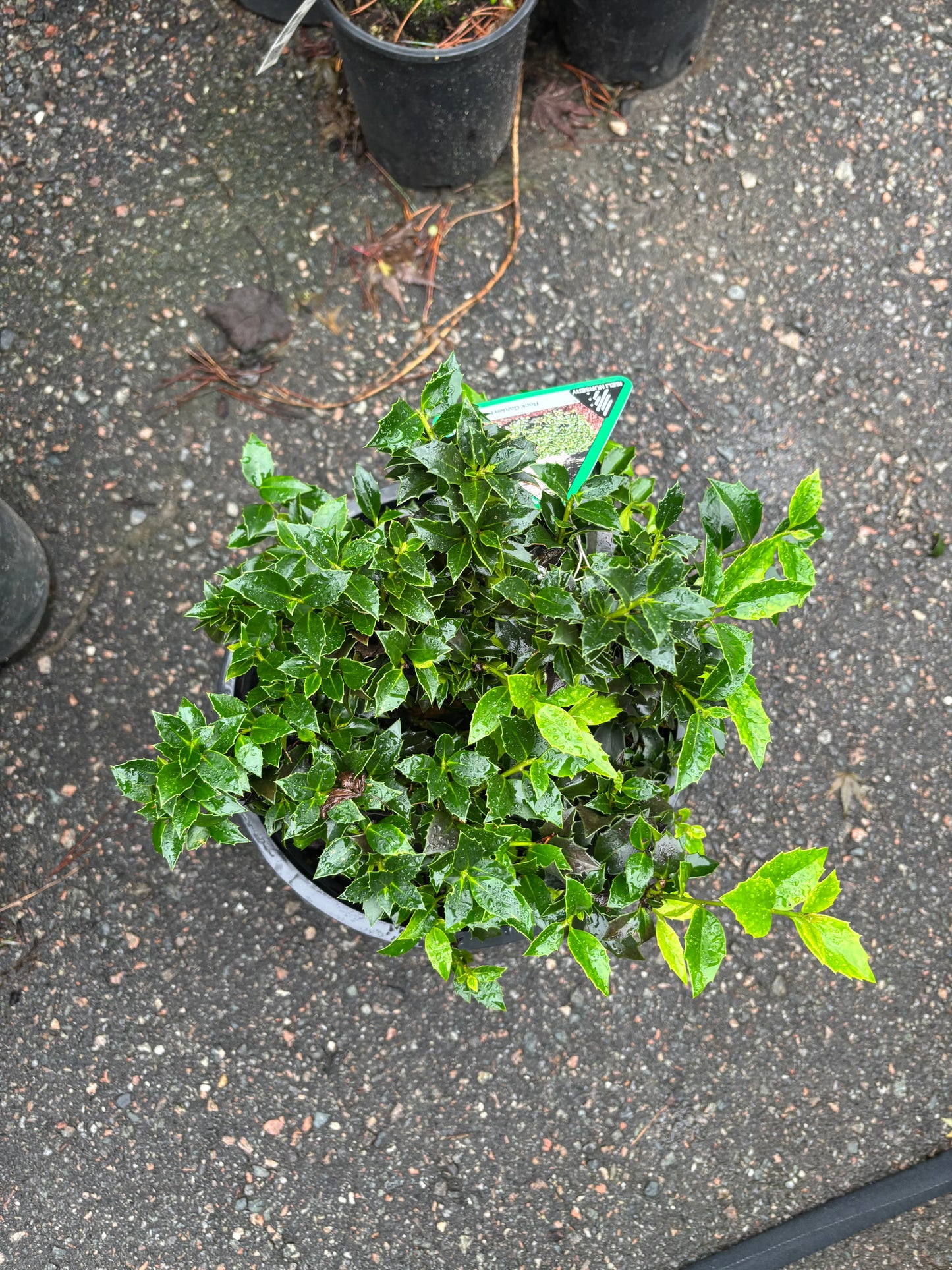 Ilex x ‘Rock Garden’