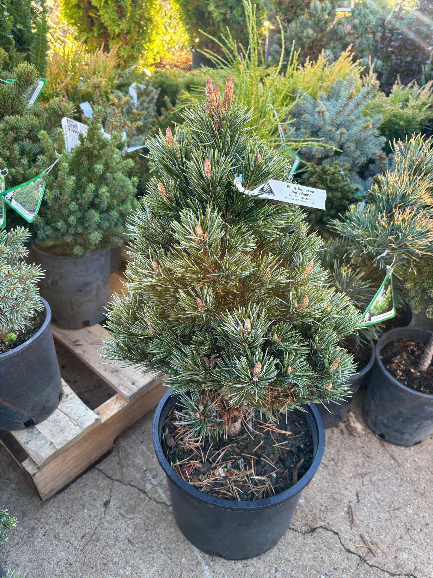 Pinus longaeva ‘Joe’s Bess’