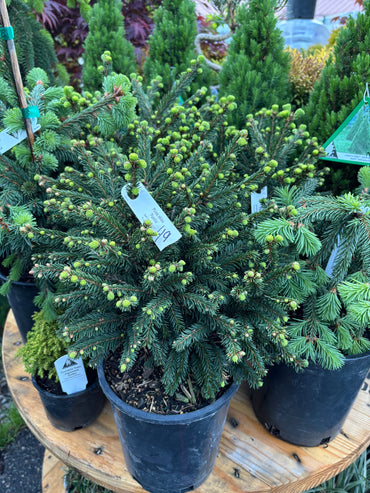 Picea Abies ‘pumilla’