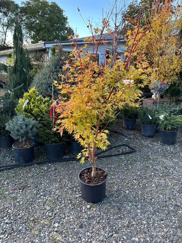 Acer palmatum 'Sango kaku'