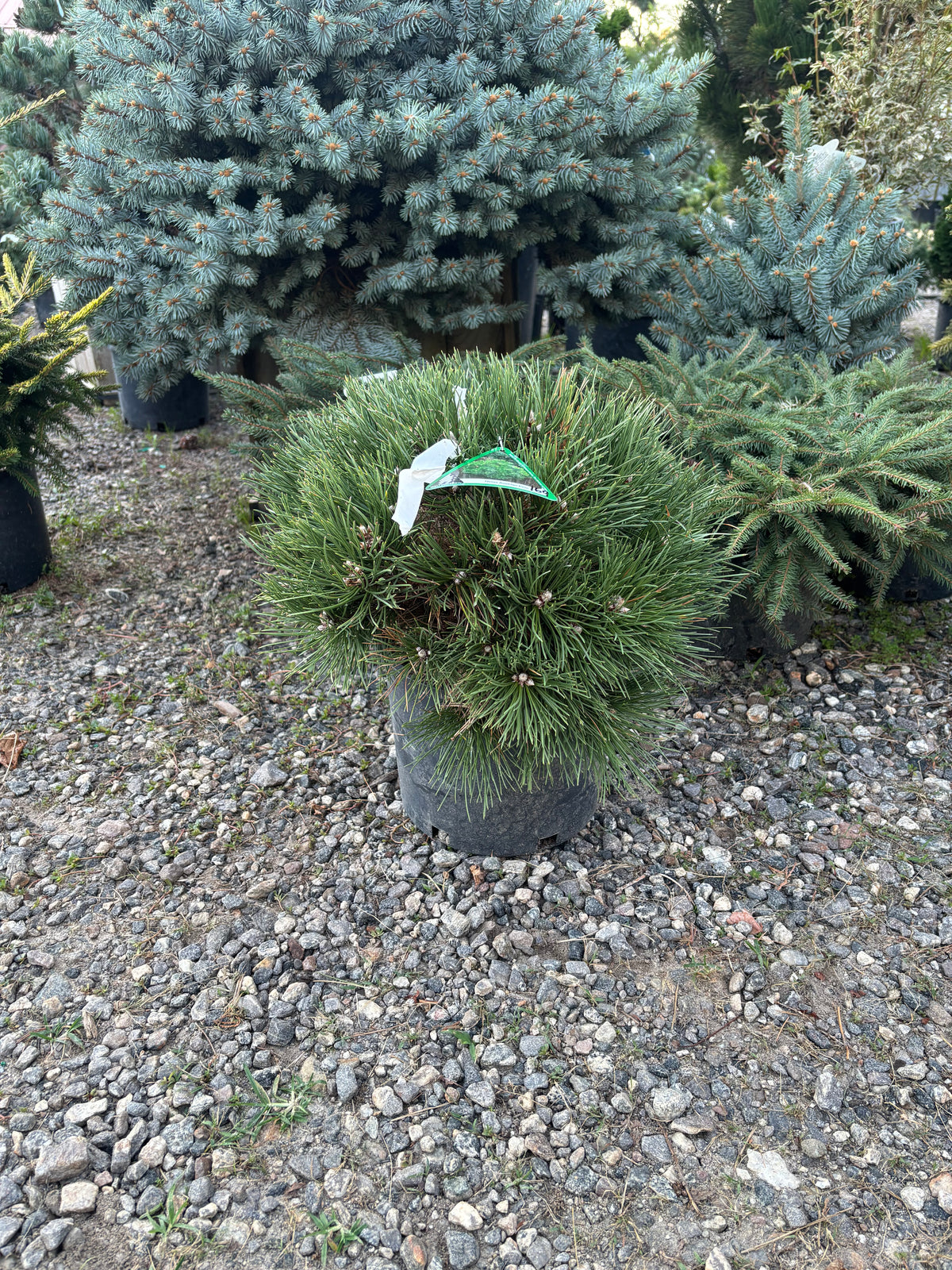 Pinus nigra ‘Helga’ Austrian Pine