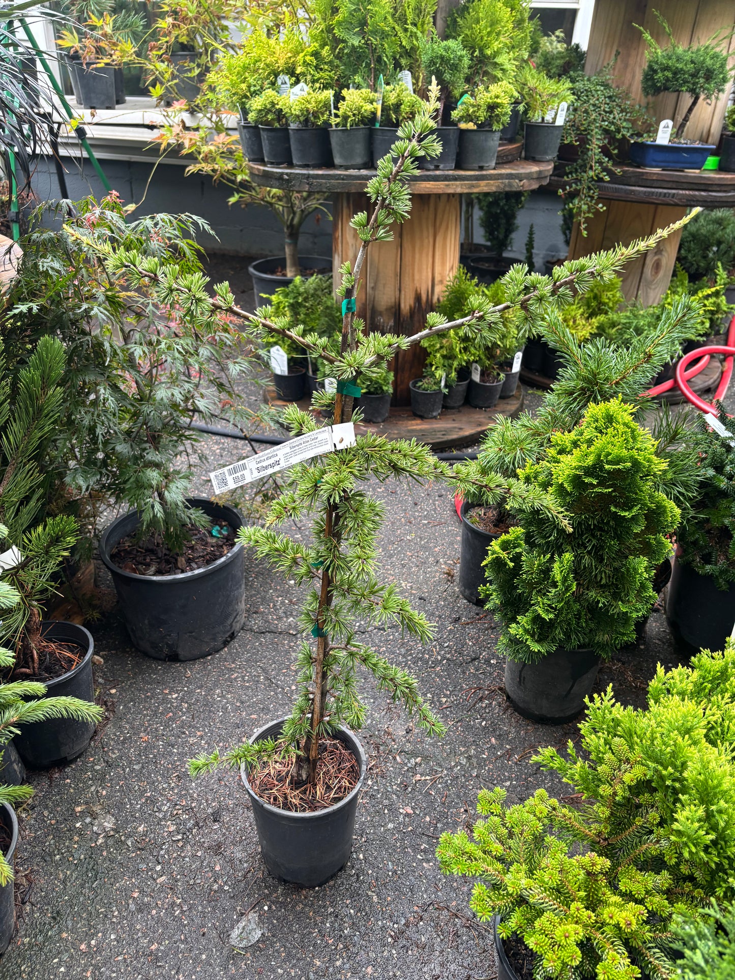 Silberspitz Atlas Cedar