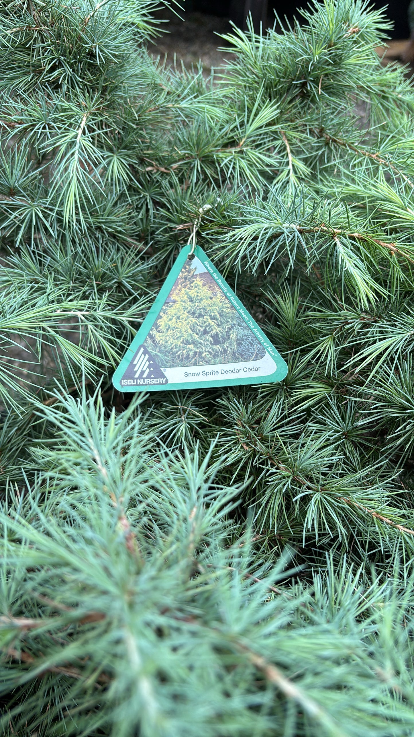 Cedrus deodora 'Snow Sprite'