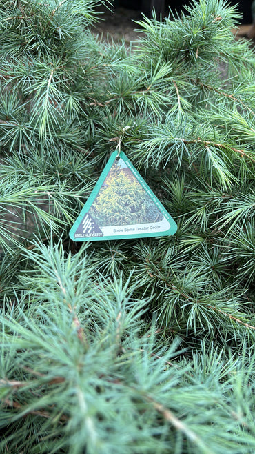 Cedrus deodora 'Snow Sprite'