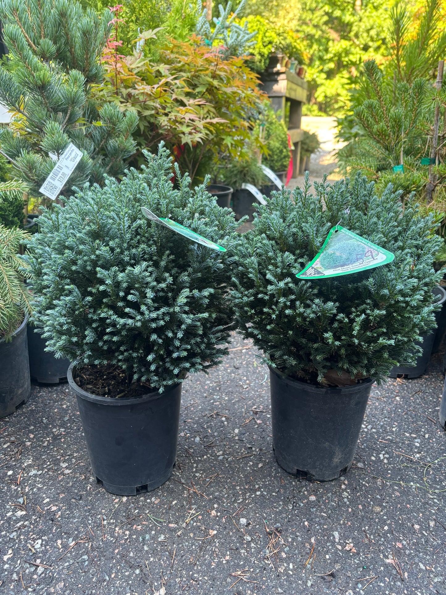 ‘Blue Moon’ Sawara Cypress