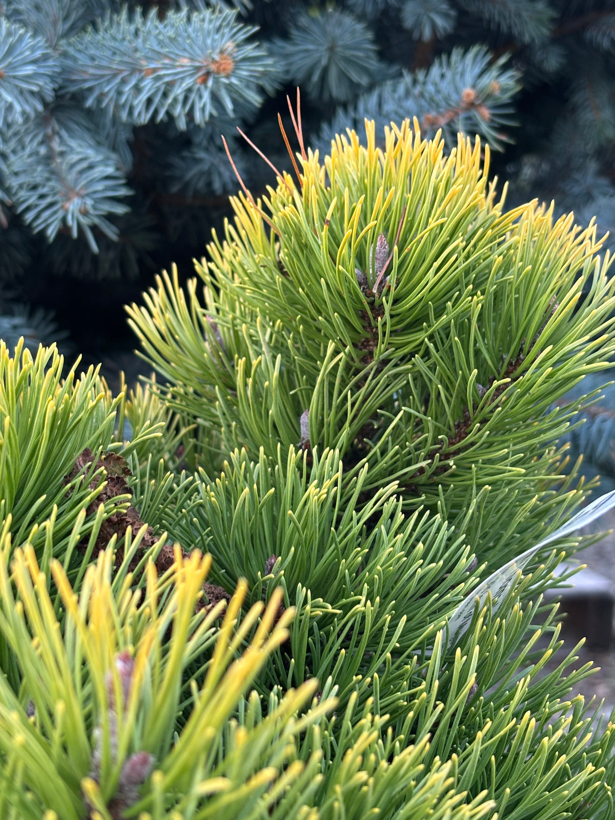 Pinus mugo ‘Thomas’ (Starkl)