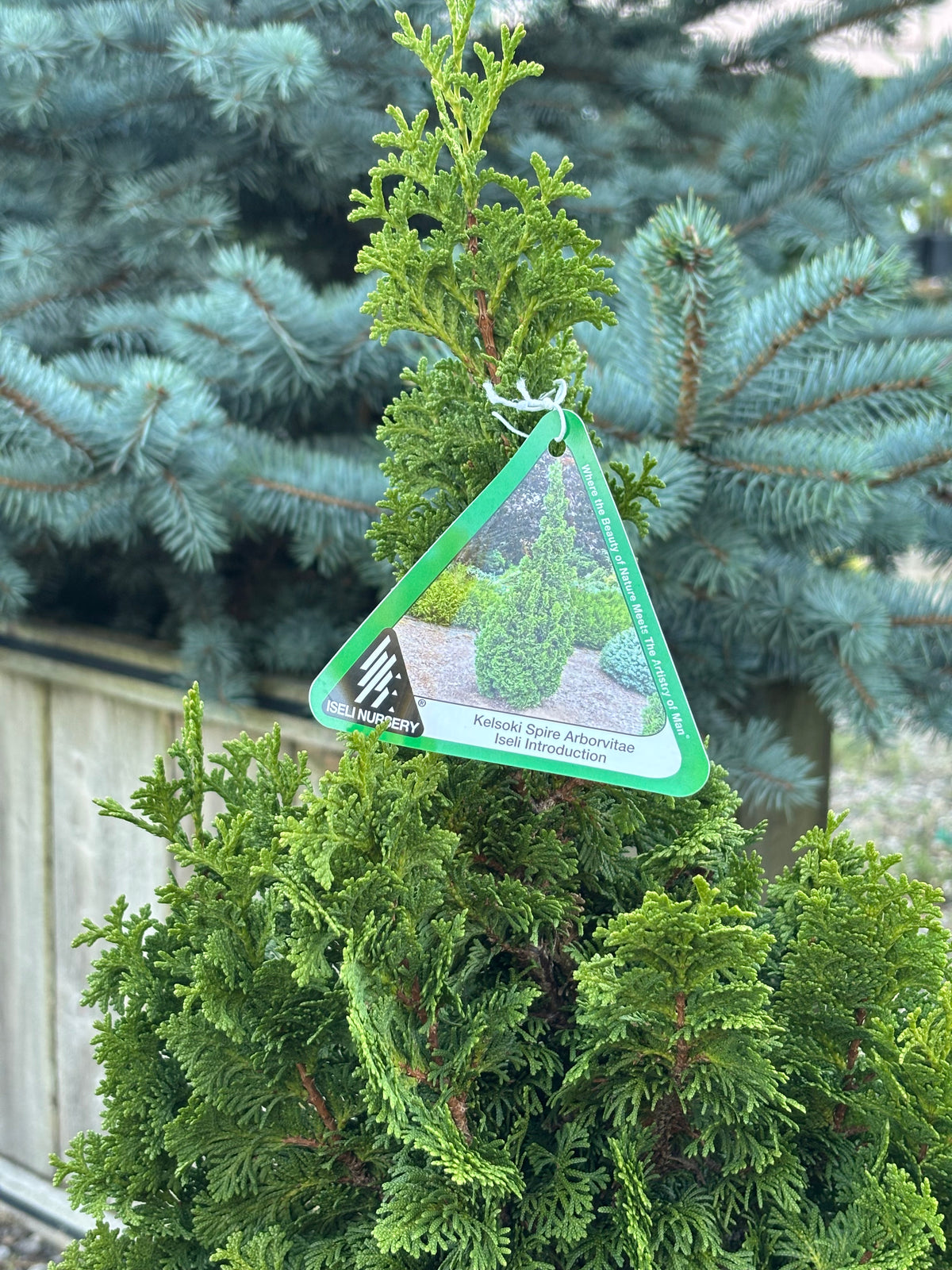 Thuja occidentalis ‘Kelsoki Spire’