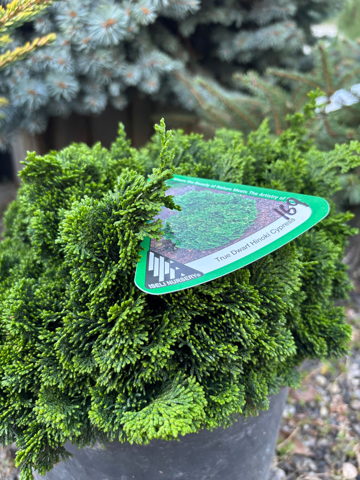 Chamaecyparis obtusa ‘Nana’