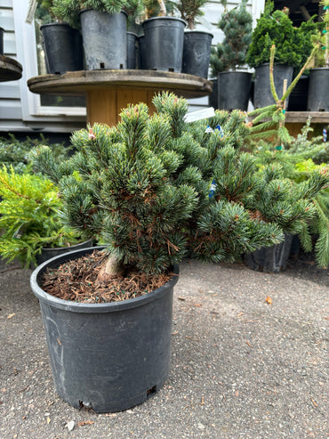 Pinus parviflora ‘Kinpo’