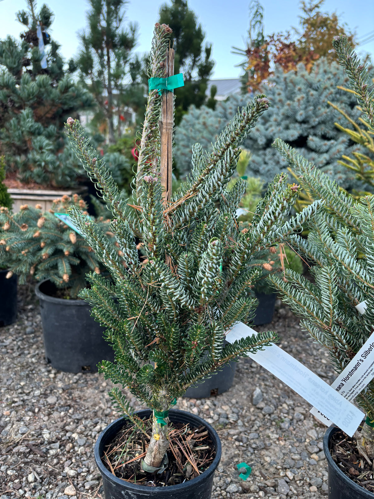 Abies koreana ‘Horstmann’s Silberlocke’