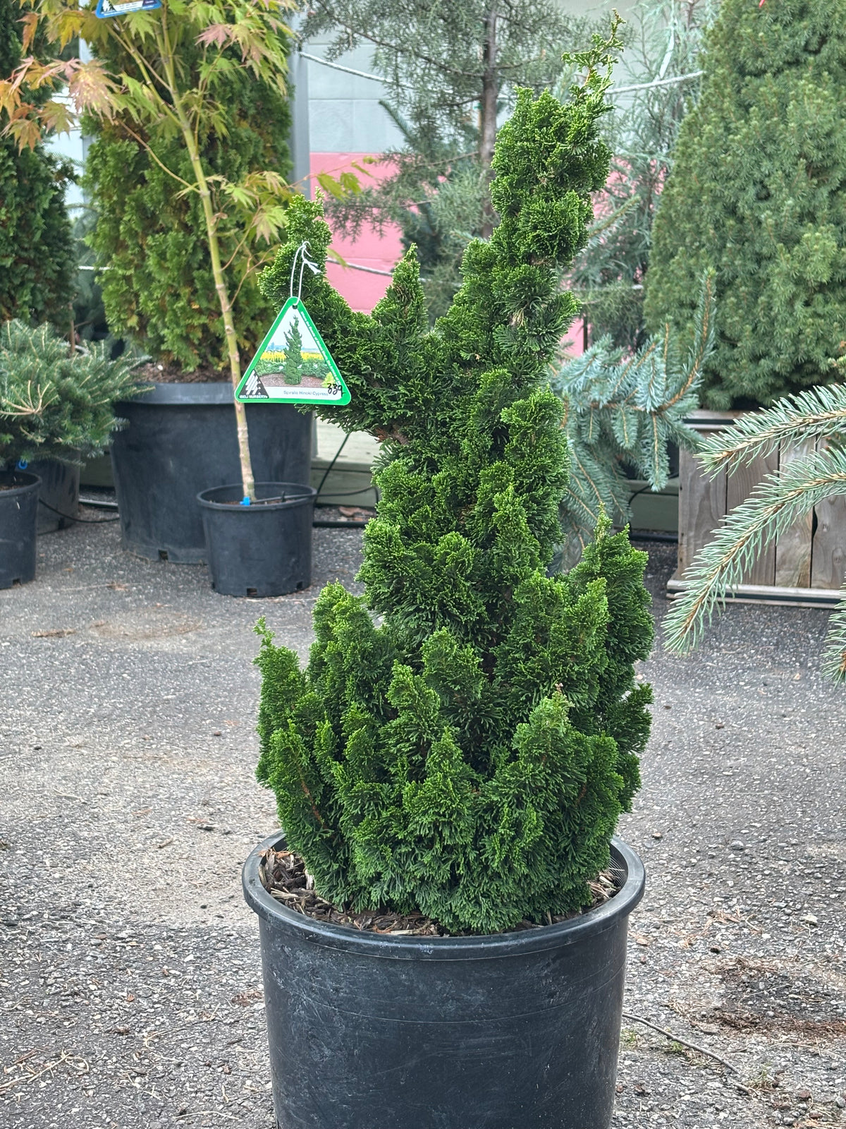 Chamaecyparis obtusa ‘Spiralis’