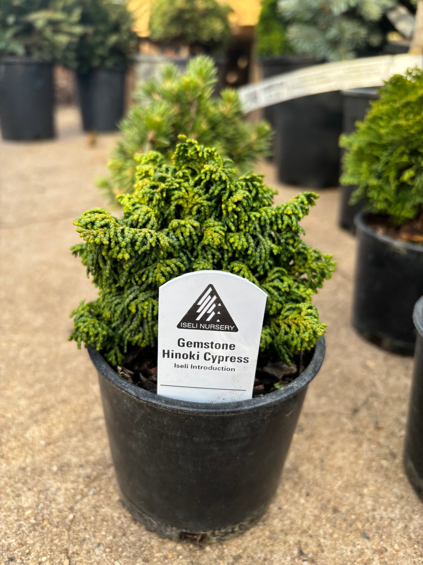 Chamaecyparis obtusa ‘Gemstone’