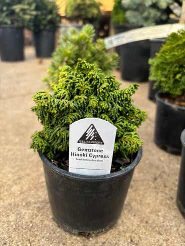 Chamaecyparis obtusa ‘Gemstone’