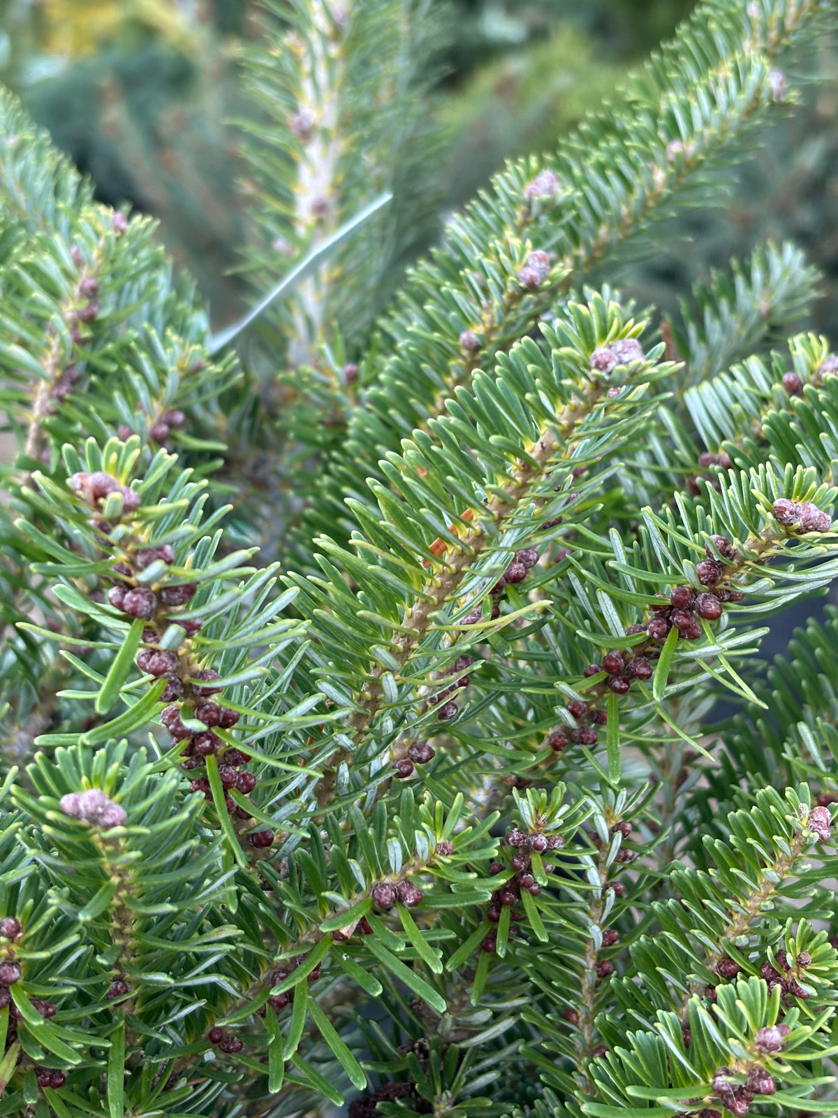 Abies Koreana ‘Golden Glow’