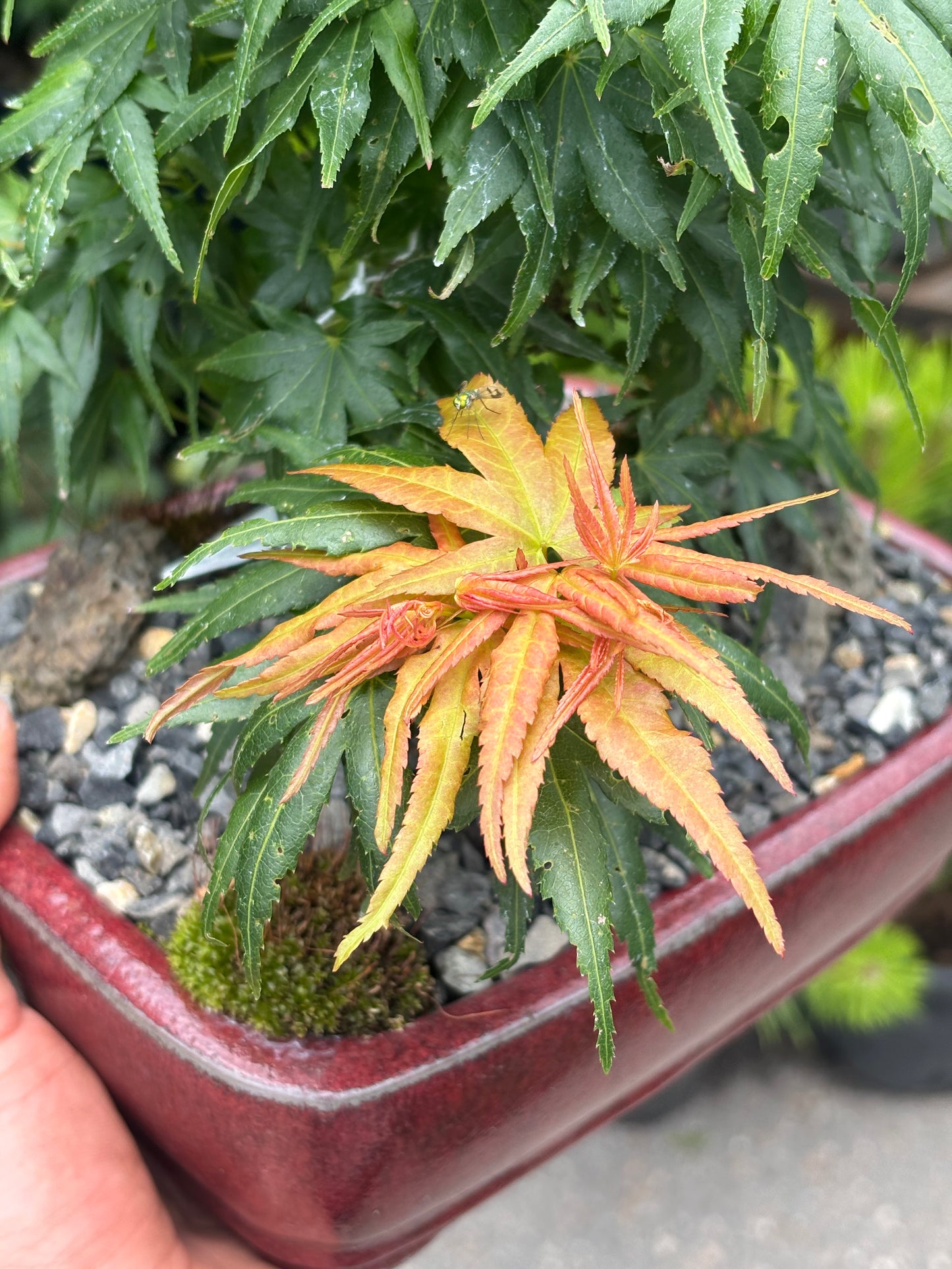 Acer palmatum Mini Maple™