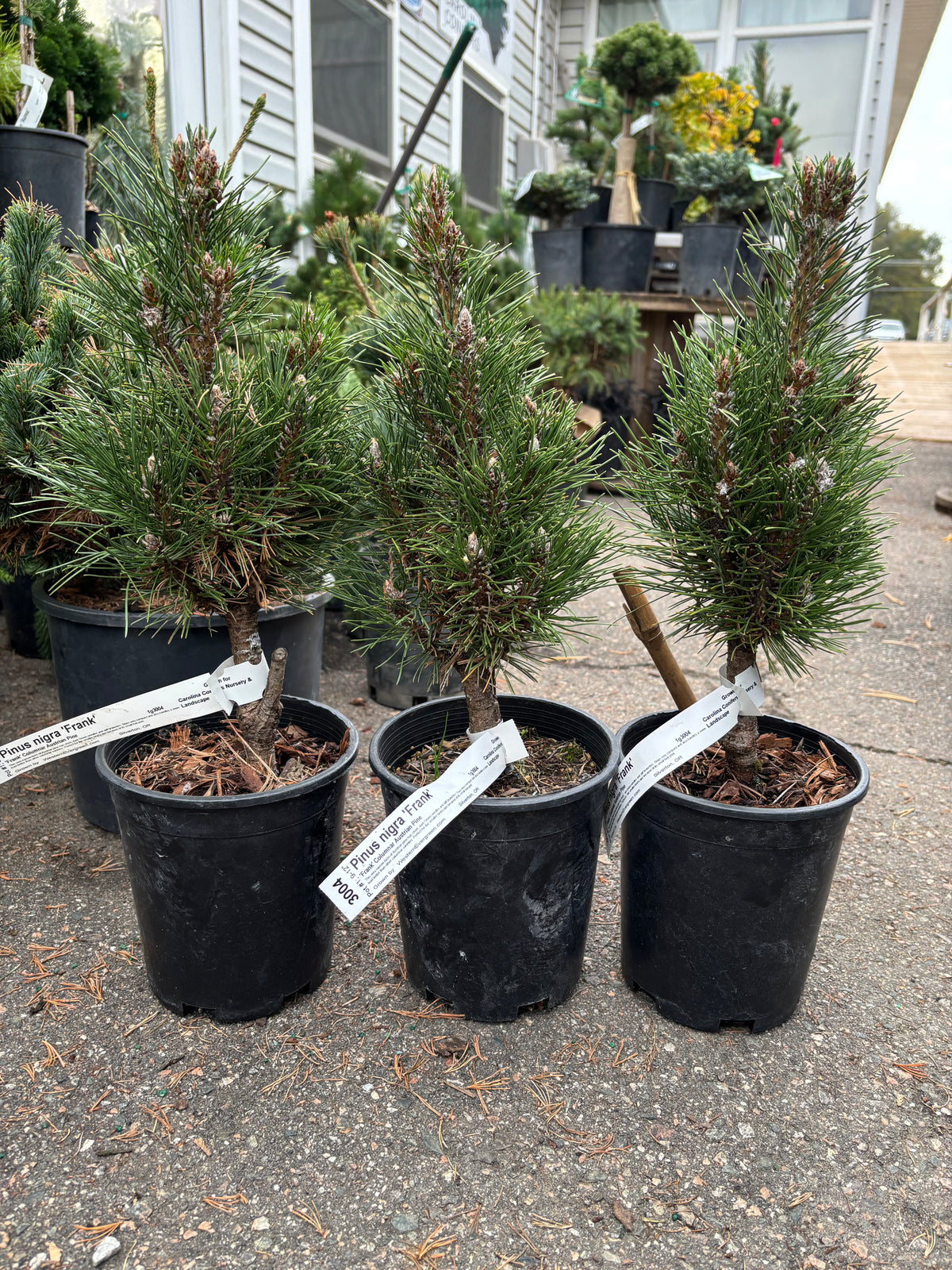 Pinus nigra ‘Frank’