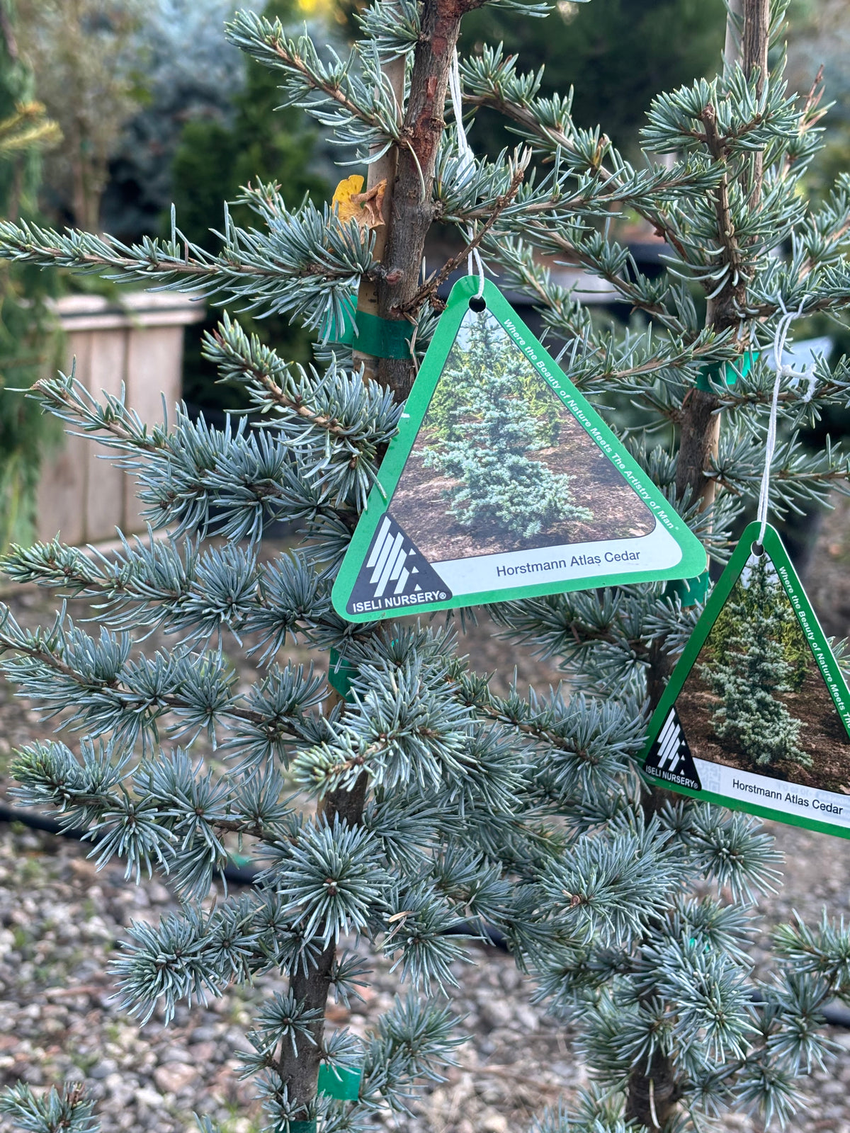 Horstmann Atlas Cedar