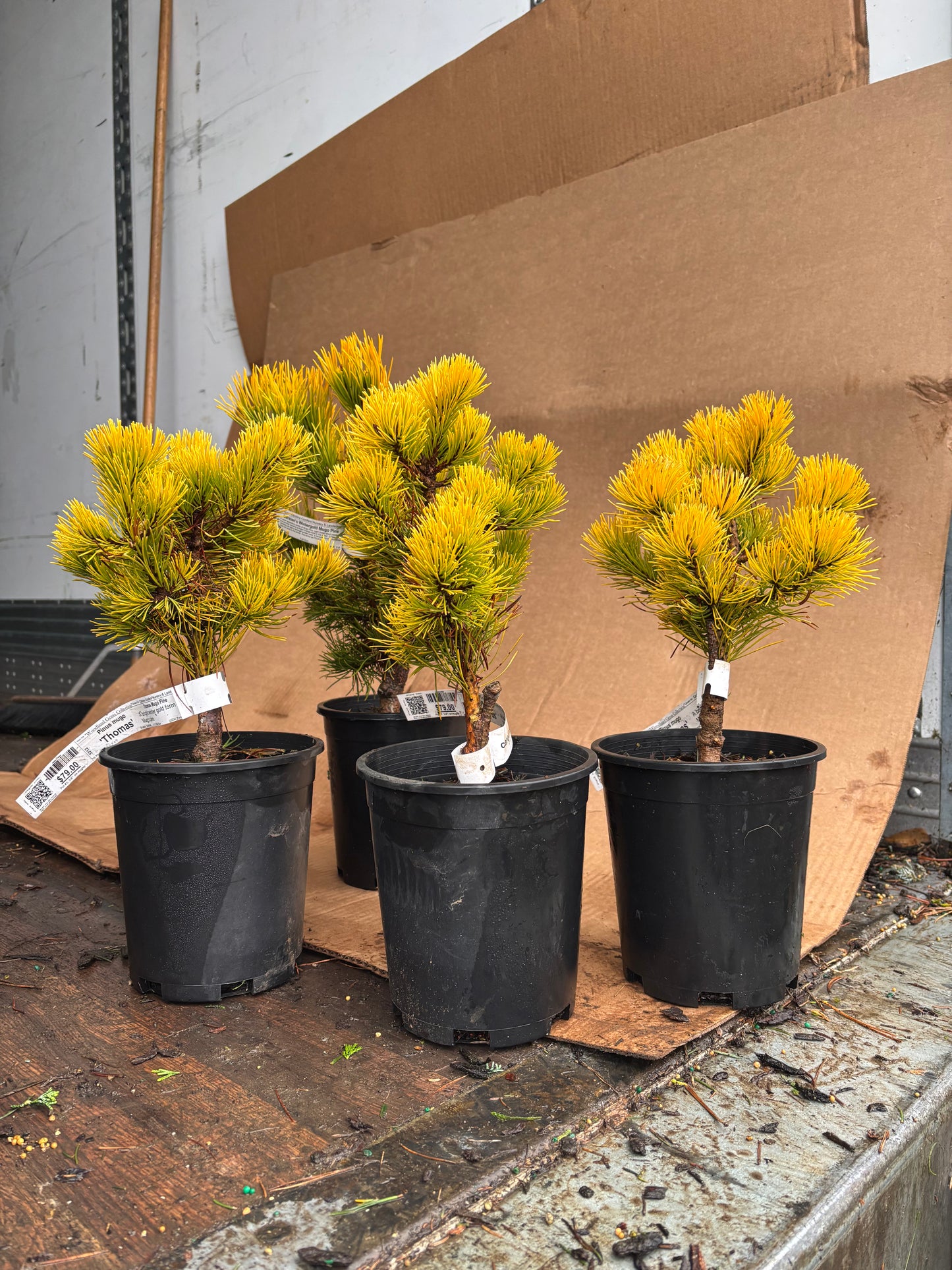Pinus mugo ‘Thomas’ (Starkl)