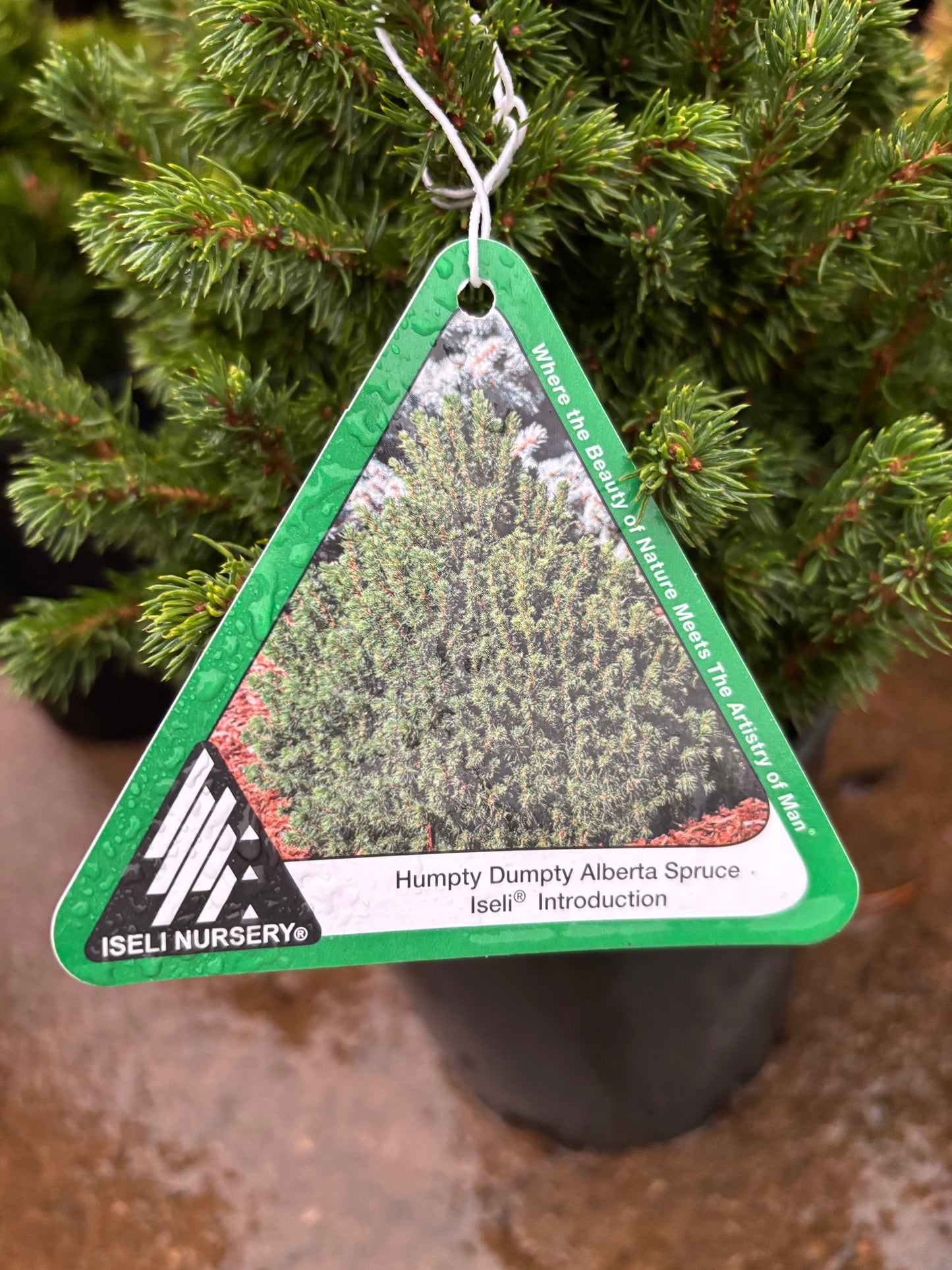 Picea glauca ‘Humpty Dumpty’ Dwarf Alberta Spruce