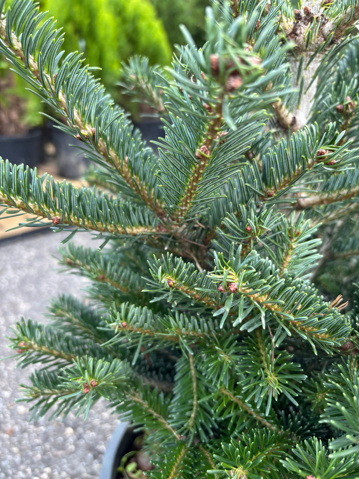Hupp’s Perfect Pillar Nordmann Fir
