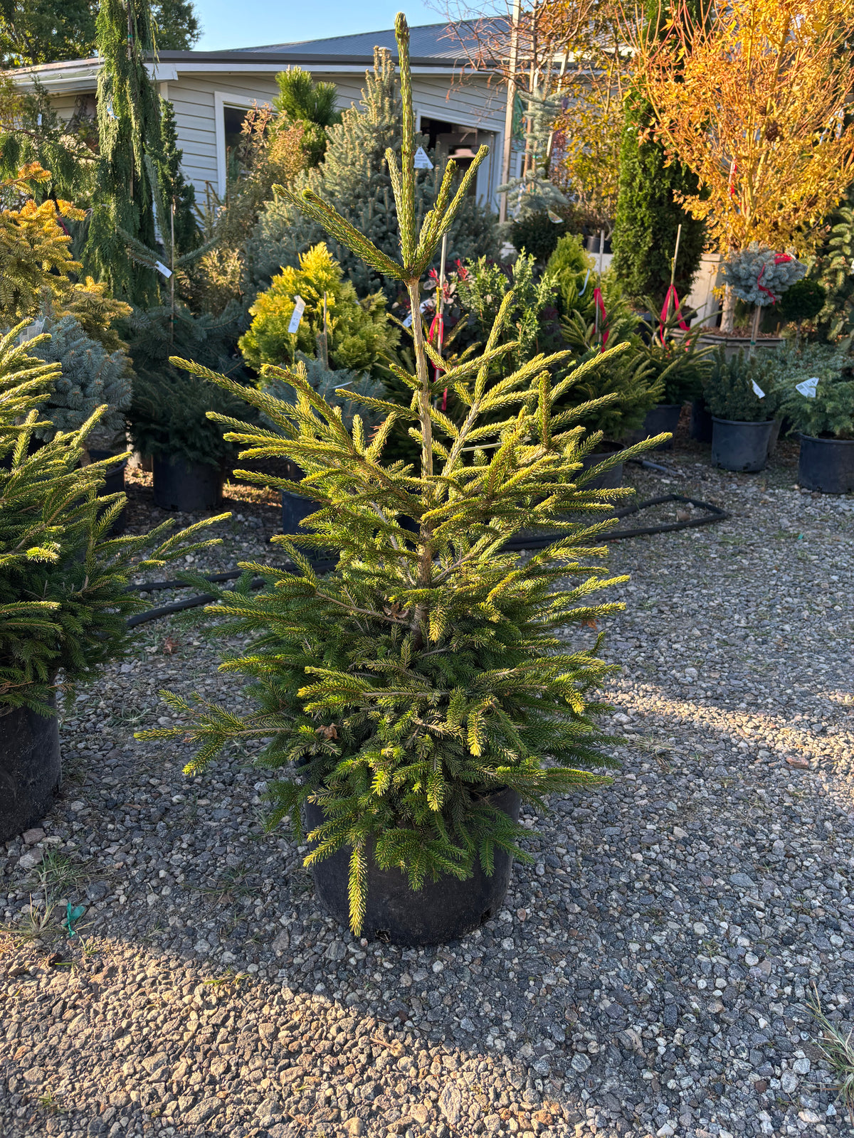 Picea orientalis ‘Firefly’