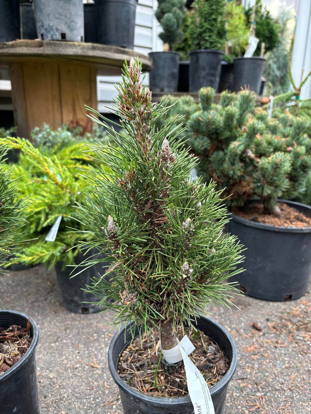 Pinus nigra ‘Frank’
