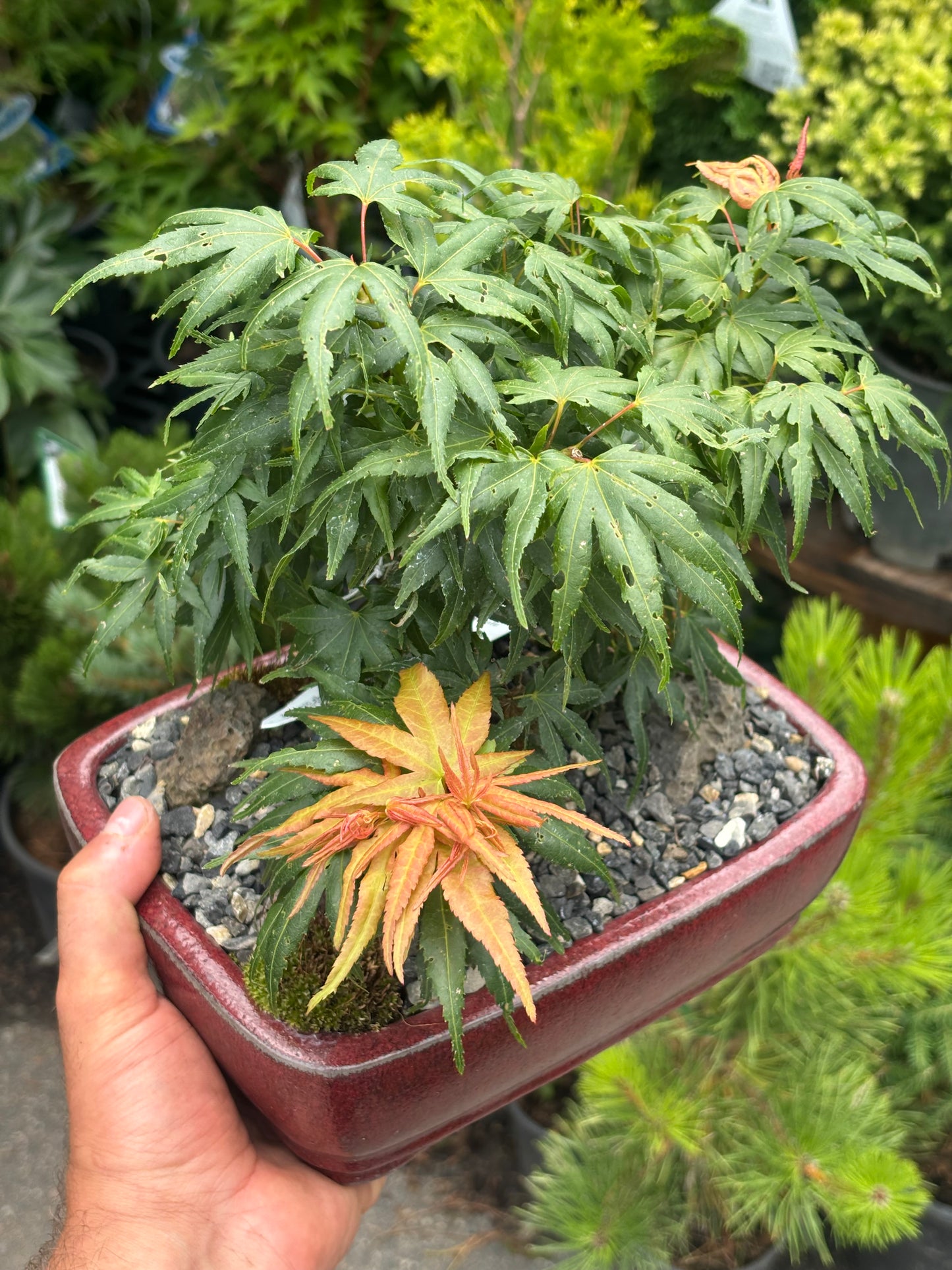 Acer palmatum Mini Maple™