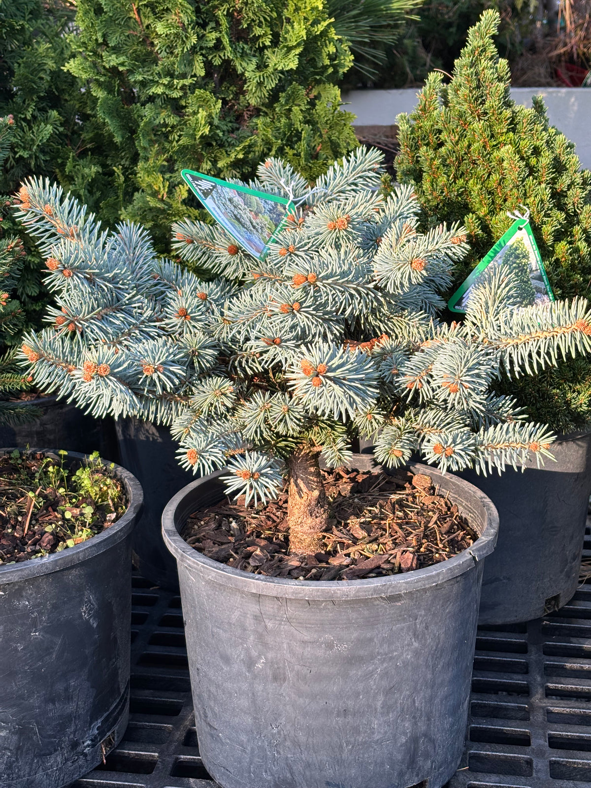 Picea pungens ‘Niemetz’ Spring Gold Colorado Blue Spruce