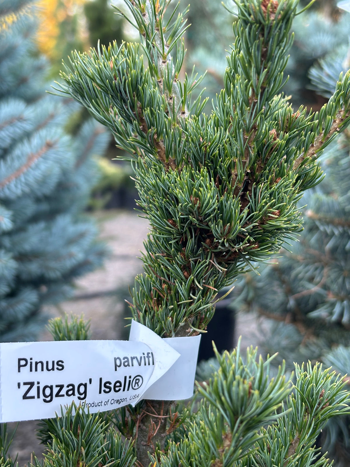 Pinus parviflora ‘Zig Zag’