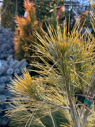 Pinus strobus ‘Louie’