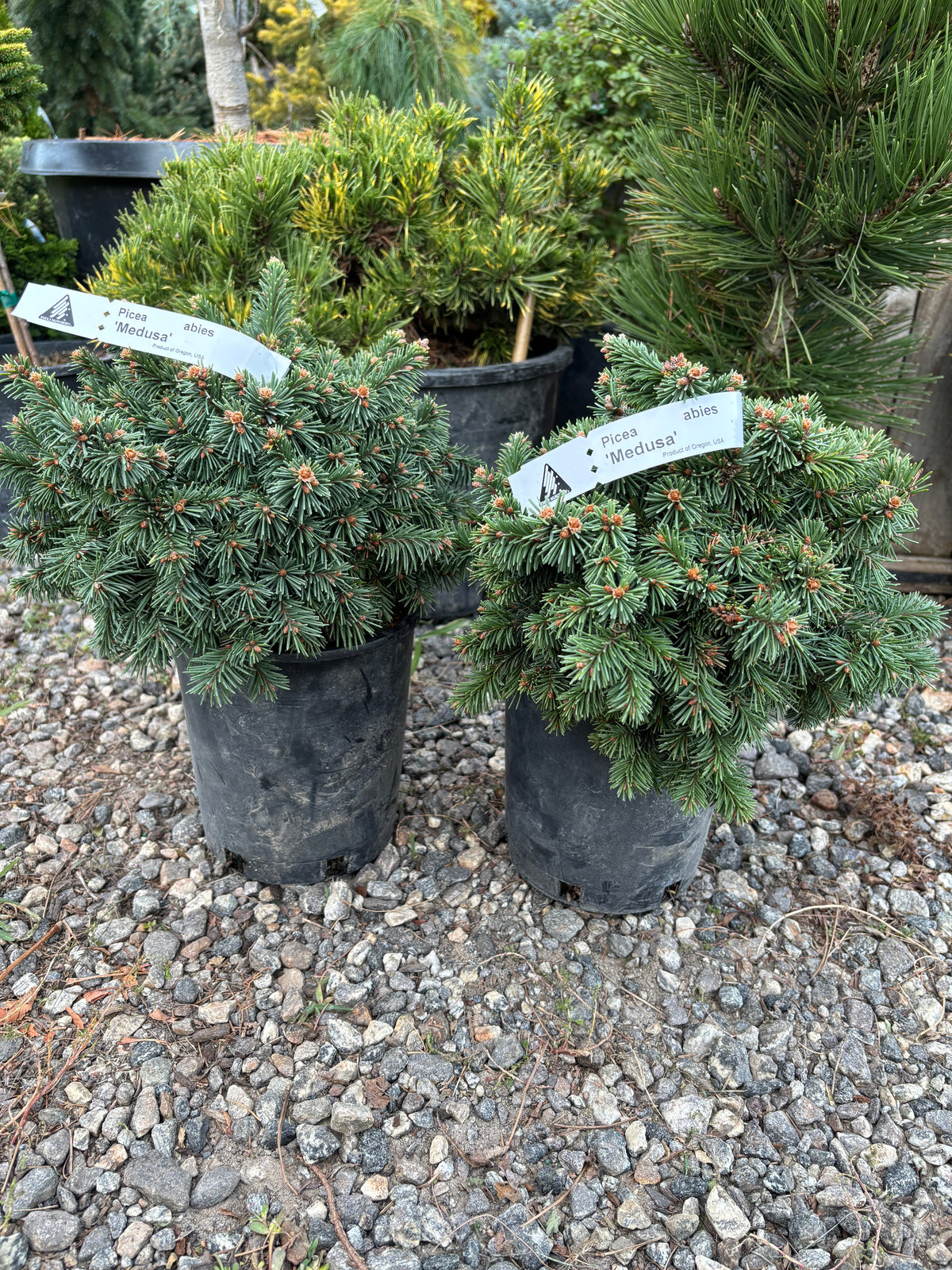 Picea abies 'Medusa'