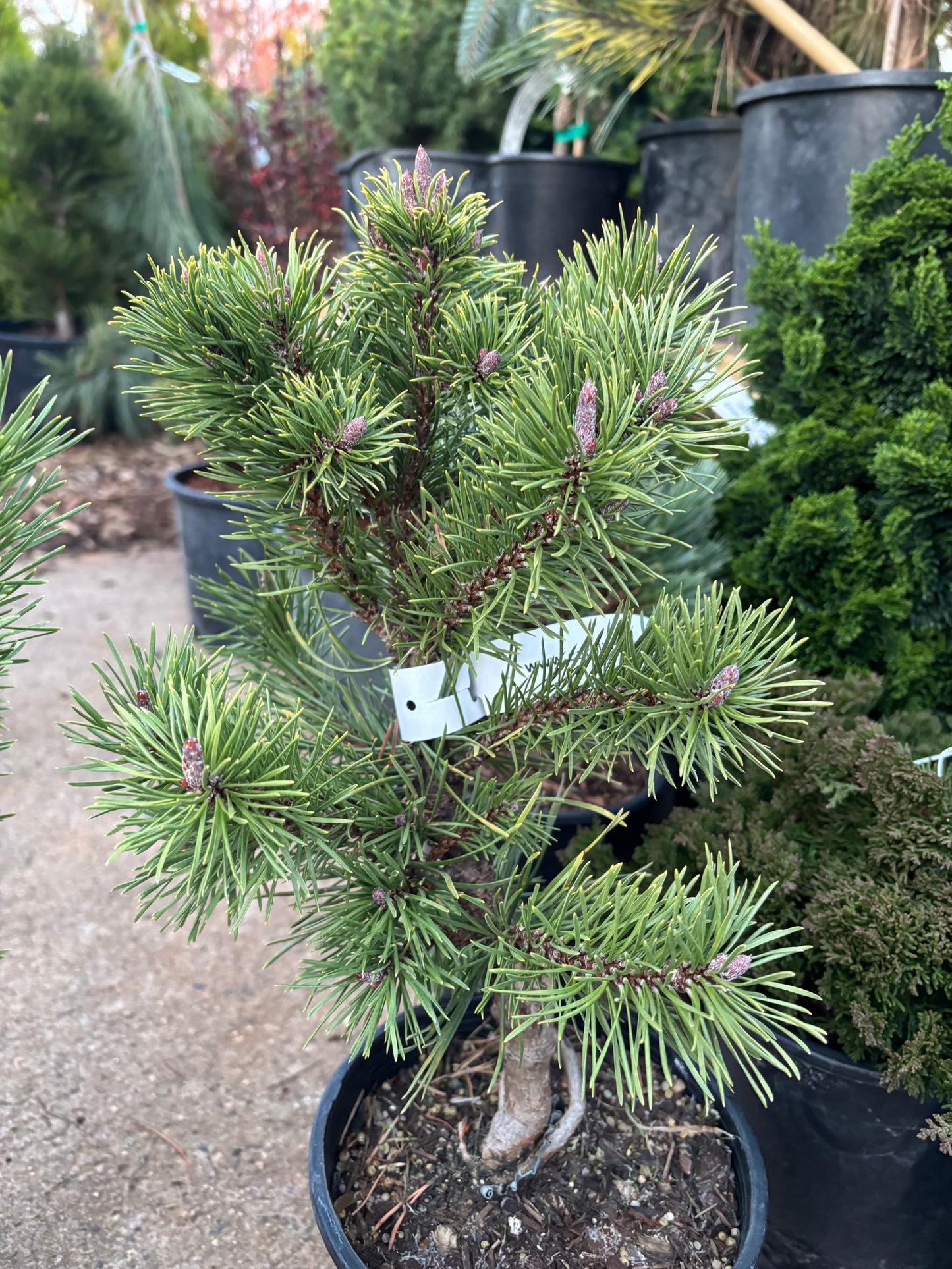 Pinus contorta var. latifolia ‘Willow Creek’