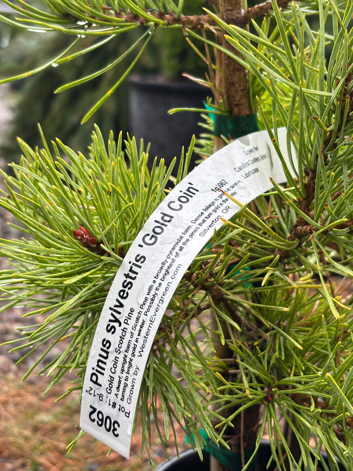 Pinus Sylvestris ‘Gold Coin’