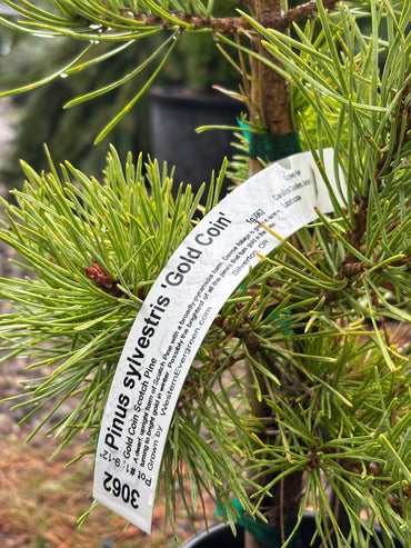 Pinus Sylvestris ‘Gold Coin’