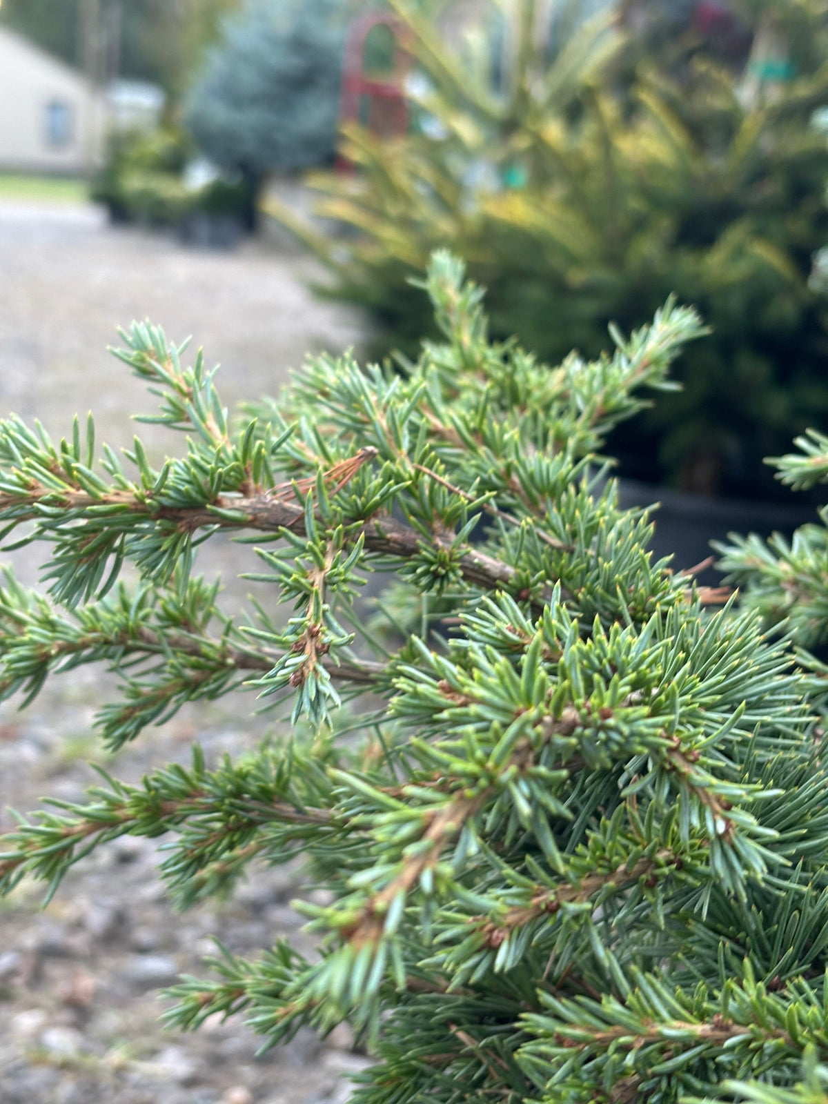 Cedrus atlantica ‘Green Wave’