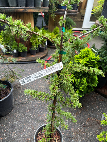 Silberspitz Atlas Cedar