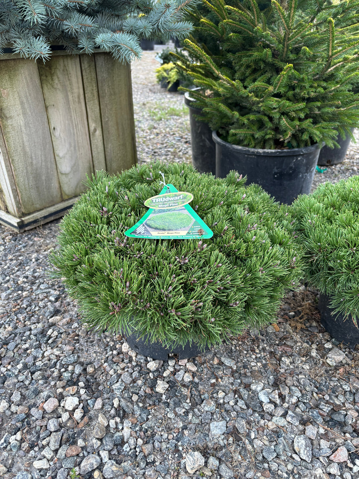 Pinus mugo Pesto®